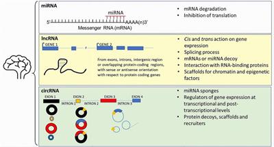 Neuronal dysfunction and gene modulation by non-coding RNA in Parkinson’s disease and synucleinopathies
